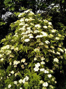 org:/gardening tips/Snoeiadvies/Overzichtspagina/Vlier.jpg